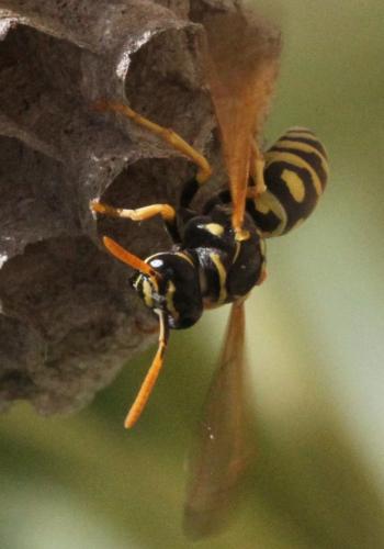 Polistes dominula